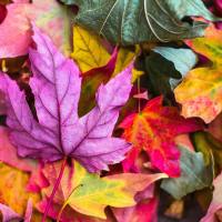 Golden Days of Autumn Hygge: Small actions to improve your life during Fall.